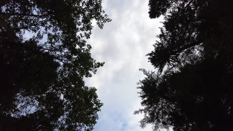 Looking up to the sky through the trees. Timelaps 動画素材 159663846