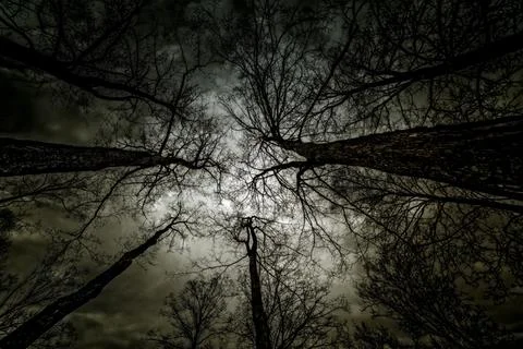 Looking to the sky through treetops in Winter Stock Photos
