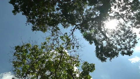 Looking up at the sky with trees in timelapse Видео 127515070