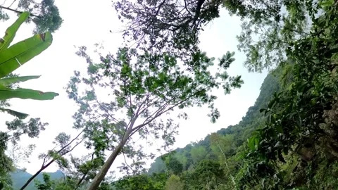 Looking at the sky from a tropical forest Stock-Footage 278962478