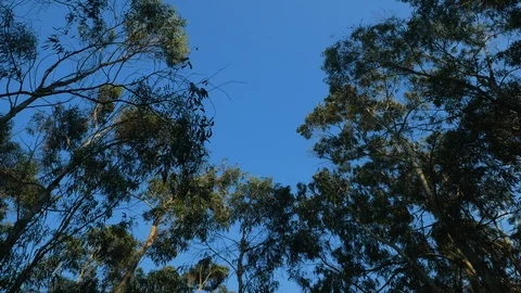 Looking up at sky under eucalyptus trees in forest Stock Footage 106738472