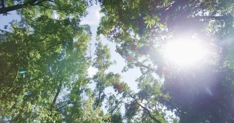 Looking up to the Sky while Driving with Trees Passing by and Sun Shining POV Stock Footage 111876505