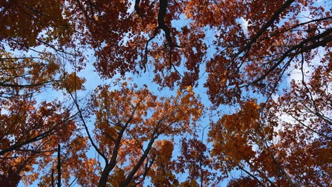 Looking skyward through colorful fall tree branches. Stock Footage 295290974