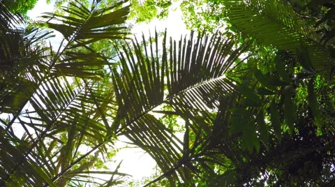 Looking Skyward through Palm Trees on a Nature Trail. FullHD video Stock Footage 59855804