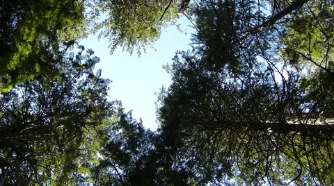 Looking Skyward Through Tall Trees Stock Footage 41417810