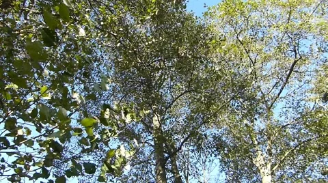 Looking Skyward Through Tall Trees With Wind Blowing Stock Footage 44833292