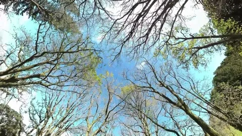 Looking skyward through trees Stock-Footage 205488340