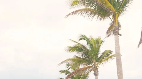 Looking up slow motion palm tree row moving panning in Florida Vidéo 101985446