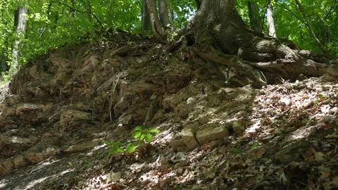 Looking up at a small cliff in forest in Ohio or Pennsylvania in Daytime Stock Footage 309481913