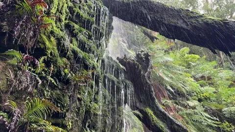 Looking up into a small mini waterfall in the Cape Town’s Kirstenbosch national Stock Footage 314412581