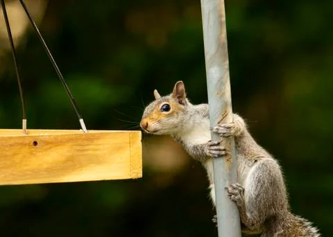 Looking for a Snack Stock Photos