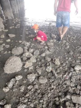 Looking for snails at low tide 库存照片