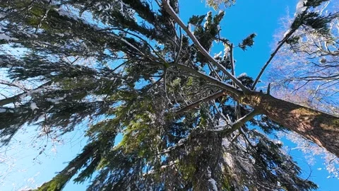 Looking up into a snow-covered forest canopy.  스톡 동영상 321842618