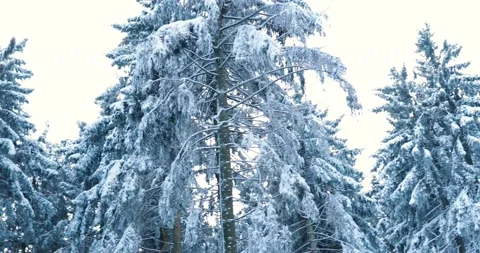 Looking up at snow covered tall pine trees in icy frosty winter forest Stock Footage 232675116