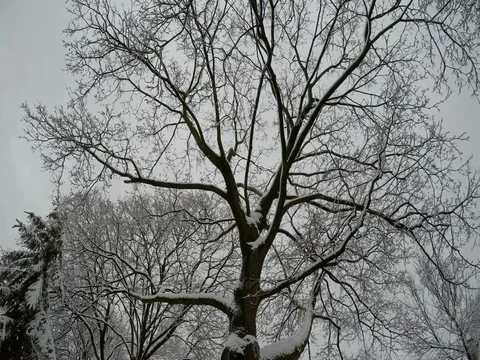 Looking up at snow covered tree tops after snow storm Stock Footage 72391930
