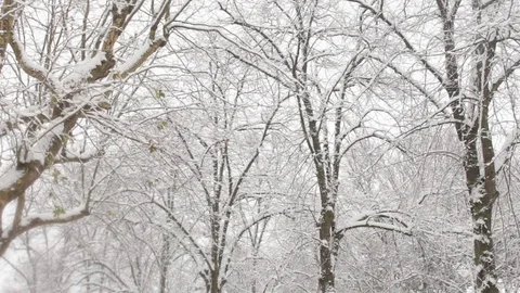 Looking Up at Snow Covered Trees as Snow Continues To Fall 库存影片 83275731