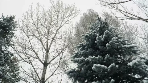 Looking up-Snow falling on leafless trees and pines Stock Footage 148445445