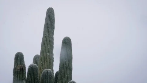 Looking Up at Snow Falling on a Saguaro Cactus With Space for Copy Vidéo 105191076