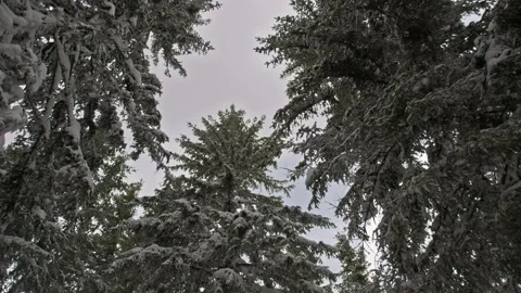 Looking Up At Snow In Trees And Blue Sky Stock Footage 170306688