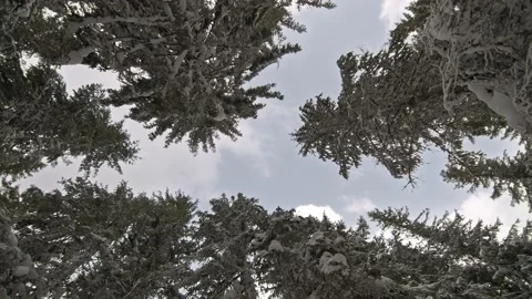 Looking Up At Snow In Trees And Blue Sky Stock Footage 170306806