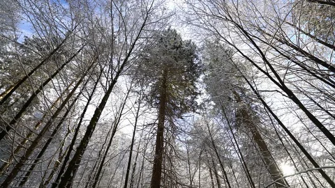 Looking up at snow in trees falling as it melts against blue sky in Bavaria Stock Footage 121003307