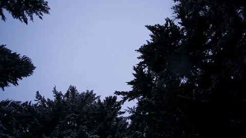 Looking up snowfall forest in the winter. HD 24FPS. Stock Footage 149764513