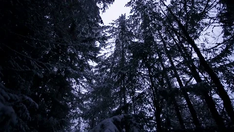 Looking up snowfall forest in the winter. HD 24FPS. Vídeo Stock 149764521