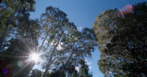 Looking up at some gum trees Stock Footage 137532329