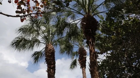 Looking up at some Palm Trees Video stock 83966315