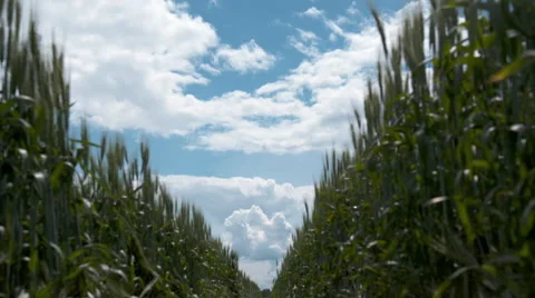 Looking up at some wheat Video stock 67637625
