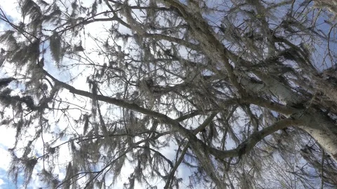 Looking up into spanish moss in tree 4k 30p Video stock 71179351