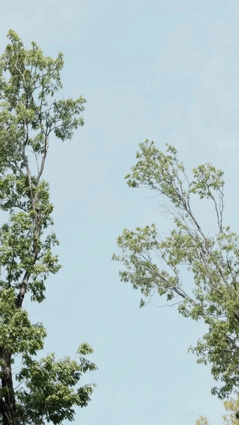 Looking up at sparse tree branches against bright blue sky vertical video Stock Footage 333226935