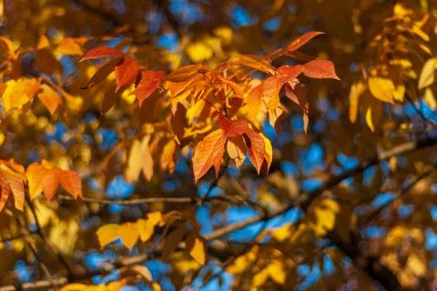 Looking up at spectacular orange fall colors in a three flowered maple tree Foto stock