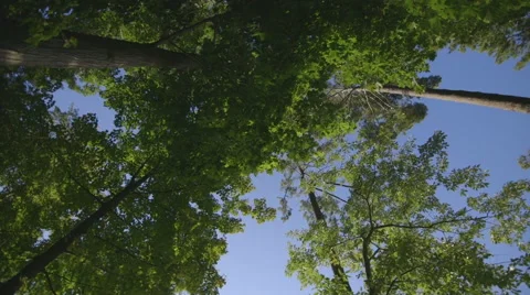Looking up at Spinning Trees 库存影片 42904338