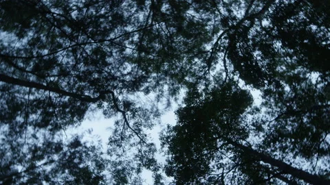 Looking up at spinning trees in the forest lost Stock Footage 135783627