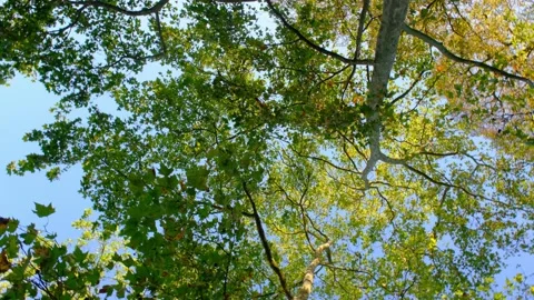 Looking Up Spinning Turning Trees Blue Sky 4K Stock Footage 139938483