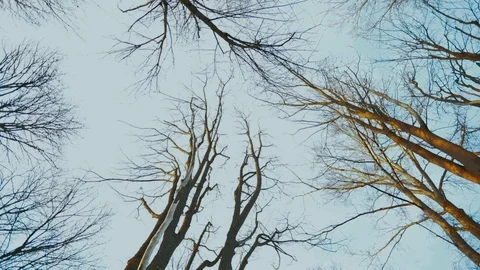 Looking up, spinning under the tree tops, in slow motion. Stock Footage 102538193