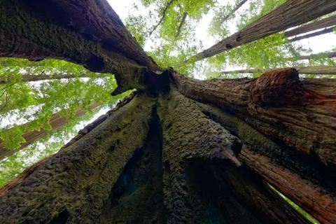 Looking up into a split Coastal Redwood tree trunk Stock Photos
