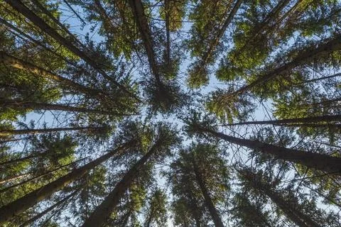 Looking Up In Spring Pine Forest Tree . Bottom View Wide Angle Background Stock-Fotos