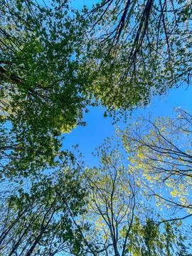 Looking Up at Spring Tree Canopies Against Blue Sky 库存照片