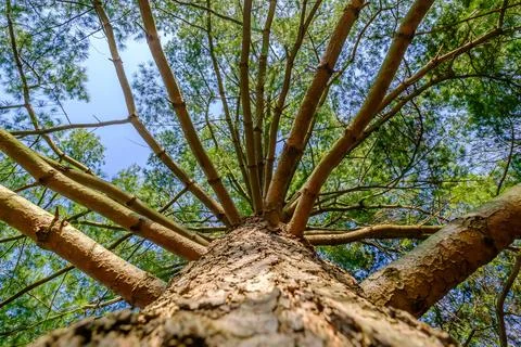 Looking Up at Springtime Pine Tree from Forest Floor. Stock Photos