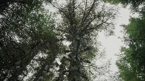 Looking Up At Spruce Tree in Misty Evergreen Forest, 4K Stock Footage 258391285