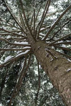 Looking up a spruce tree trunk with branches covered in snow Foto stock