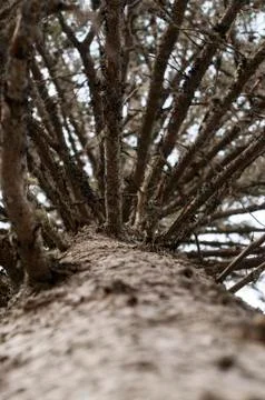 Looking up the spruce tree trunk with dry branches Foto stock