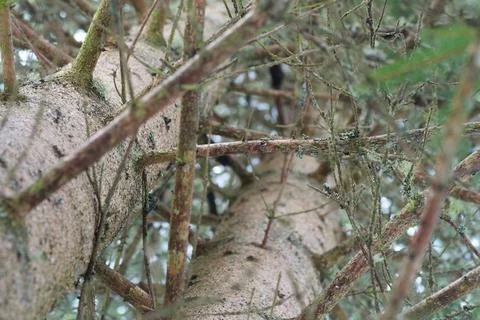 Looking up a spruce tree trunk through branches with green lichen Foto stock