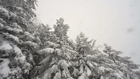 Looking up into spruce trees covered in a heavy layer of now while heavy snow  Stock Footage 223437929