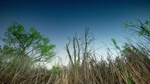 Looking up at the stars from the ground Stock Footage 154803520
