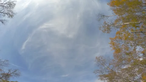 Looking straight up at blue sky with wispy clouds and fall colored trees driving Stock Footage 287857868