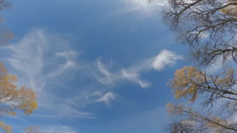 Looking straight up at blue sky with wispy clouds while driving through a fall Stock Footage 308587661