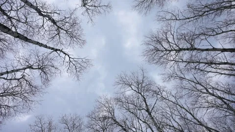 Looking straight up at a cloudy overcast sky through leafless autumn aspen trees Stock Footage 300818731